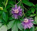 Passiflora Incense